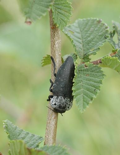 Réf. 307 020 : Capnodis tenebrionis